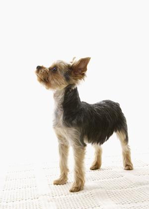 ワンちゃんの介護を安心して任せられる施設