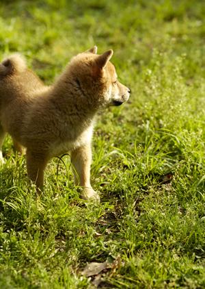 代官山のサロンで行われる優れたトリミングサービス