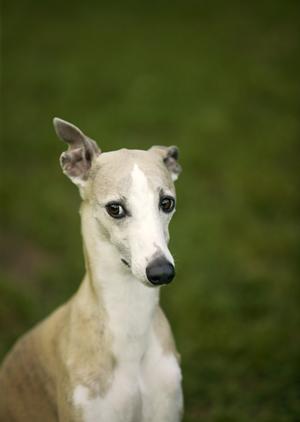 飼い主と動物にも優しい平塚の動物病院