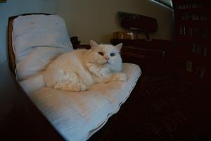 シロアリ駆除ならアサンテ｜即日対応・土日祝も相談可能な安心サービス