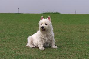 ペットの犬と暮らすためのケージハウスの購入なら