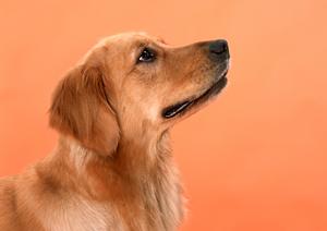 鳥のおもちゃをお探しならBIRDMOREへ