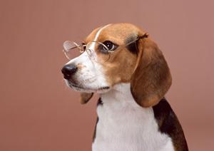 横須賀市の動物病院はペットホテルも併設