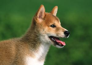 ペット保険への加入を検討中なら