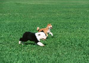 ダンス愛好家必見！ミヌエットの魅力と基本ステップを徹底解説