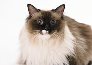 平塚で信頼できる動物病院をお探しなら