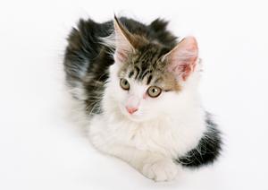 羽田空港のペットホテルは格安です