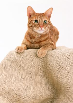 国産の素材を使った新鮮なドッグフードを与えたい方に