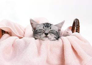 かわいいティーカッププードルを購入するなら