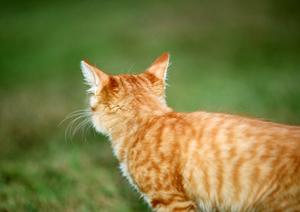 小型犬のドッグフード国産の特徴