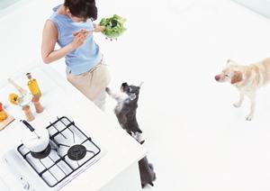 白熱したバトルが繰り広げられる闘鶏