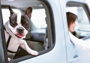 東京で高い評価を得ている救急動物病院